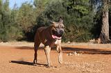 CANE CORSO 092